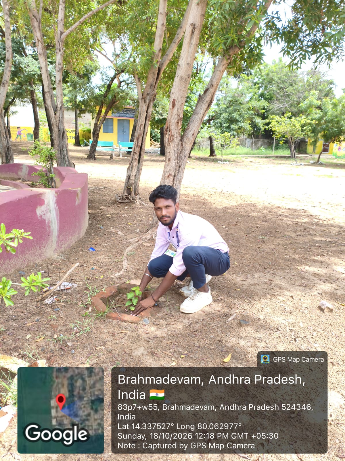 A student carefully planting a young tree at school